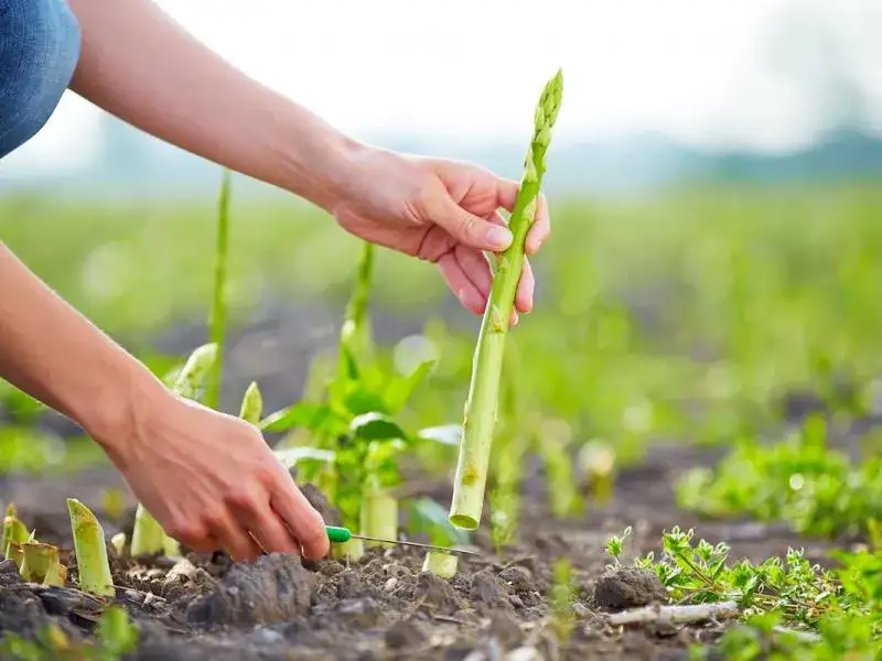 Jak uprawiać szparagi: sekrety zdrowych plonów i udanej uprawy