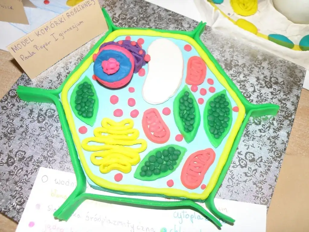 Jak zrobić model komórki roślinnej – proste kroki i materiały