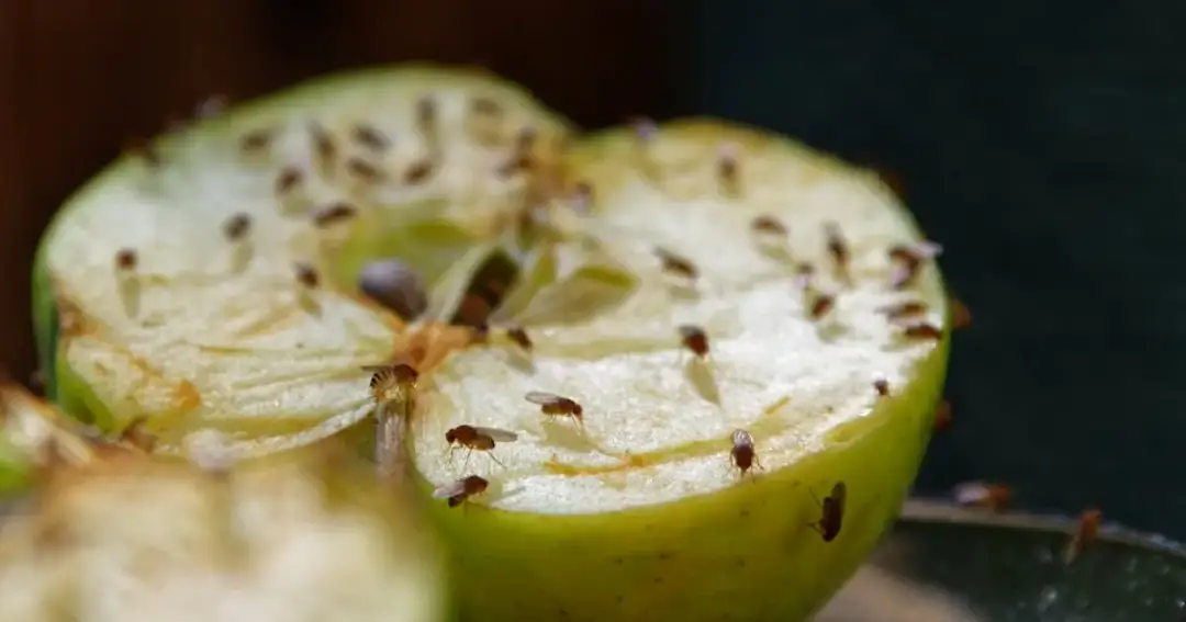 Jak pozbyć się muszek z mieszkania – skuteczne metody na problem