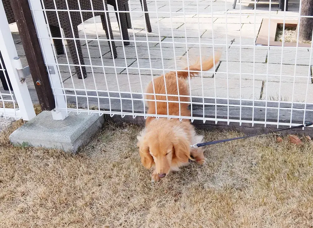 Skuteczne sposoby na zabezpieczenie ogrodzenia przed psem w Twoim ogrodzie