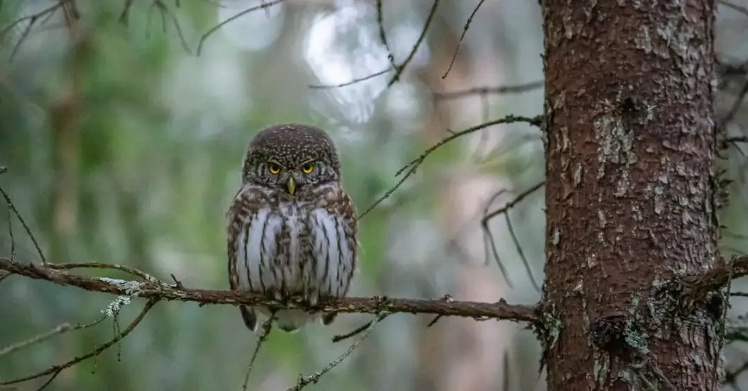 Top 10 filmów animowanych dla studentów SGGW