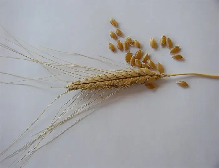 Samopsza - poznaj niezwykłe właściwości starożytnego superfoods z Polski