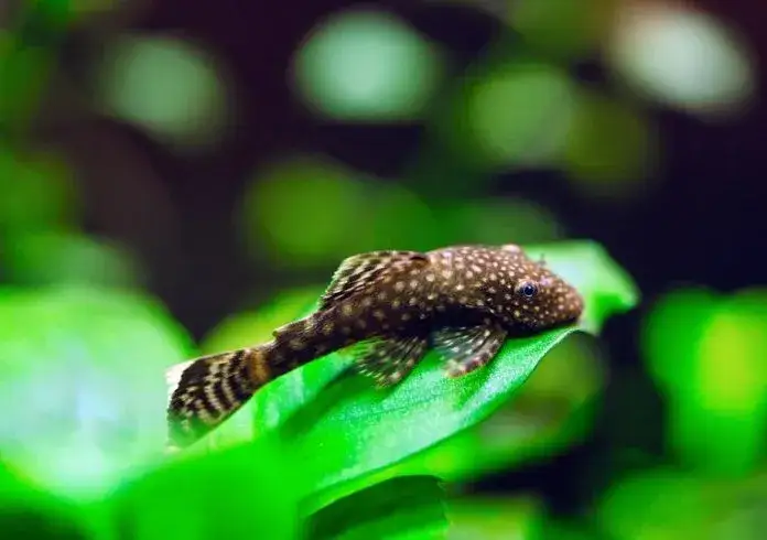 Co jedzą glonojady w akwarium? Klucz do ich zdrowia i wzrostu