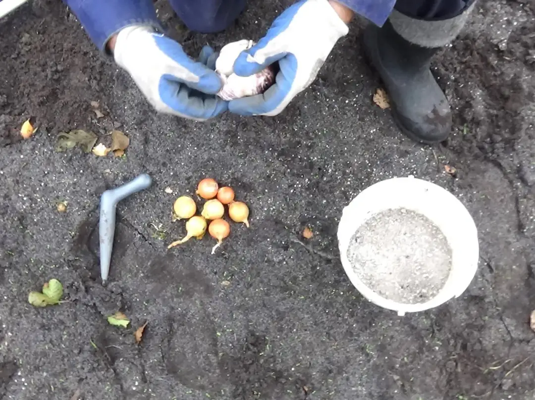 Cebula dymka kiedy sadzić do gruntu, aby uniknąć błędów w uprawie