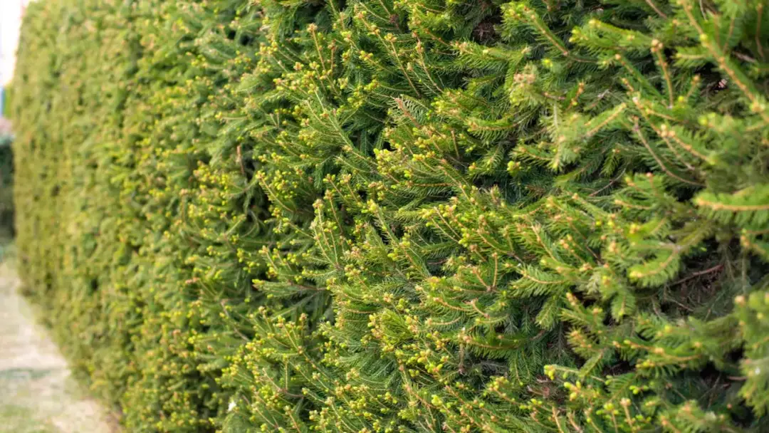 Jak sadzić świerki na żywopłot – uniknij najczęstszych błędów