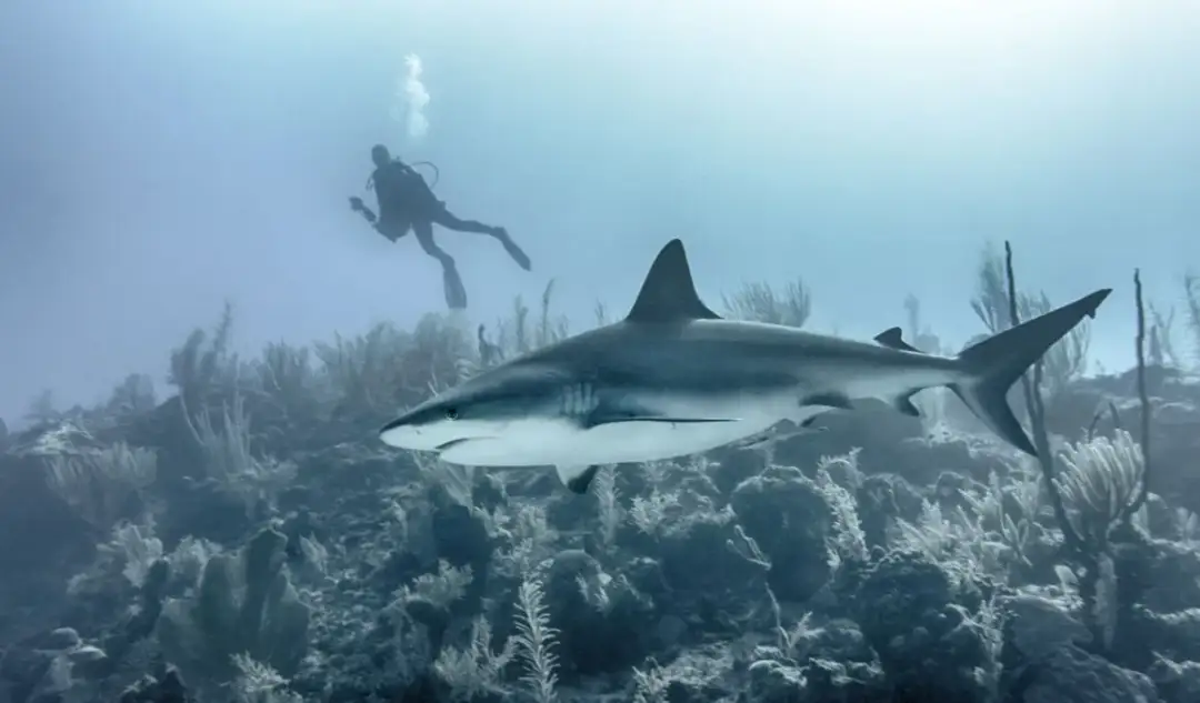 Najlepsze filmy o rybach: animacje, dokumenty i produkcje morskie, które warto zobaczyć