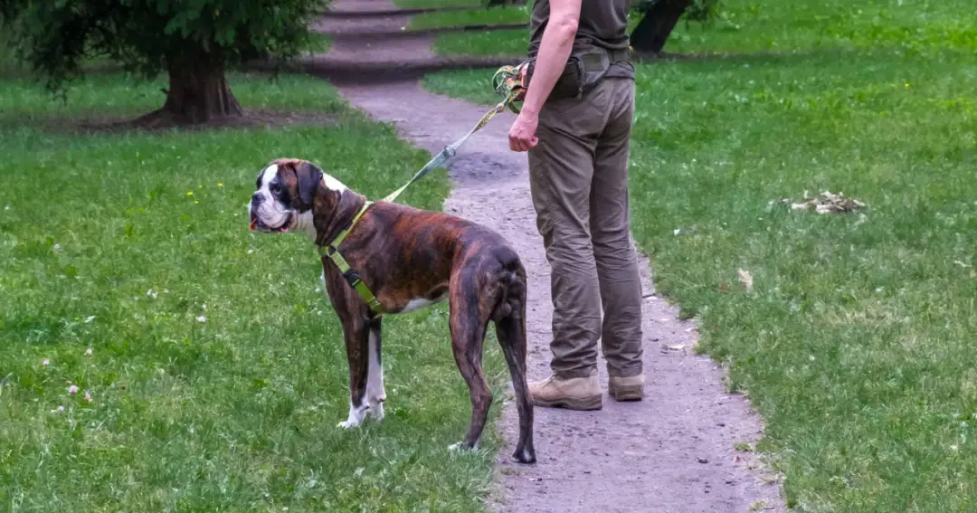 Gdzie z psem na spacer w Śląsku? Odkryj najlepsze miejsca dla psa