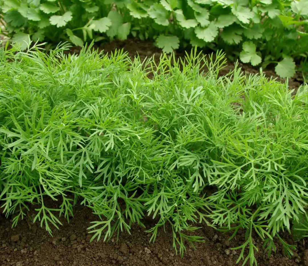 Jak uprawiać koperek - proste sposoby na obfite plony w ogrodzie