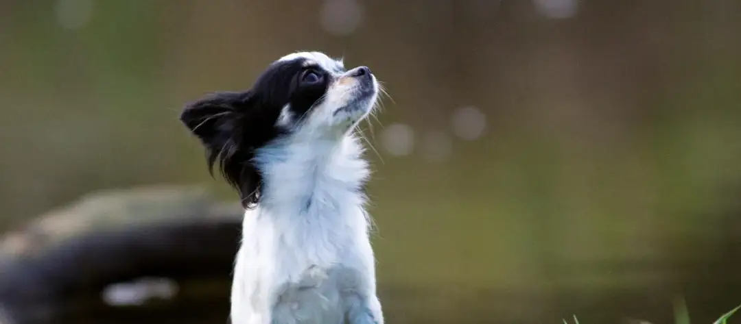 Czy biała czekolada jest niebezpieczna dla psa? Konsekwencje i co robić