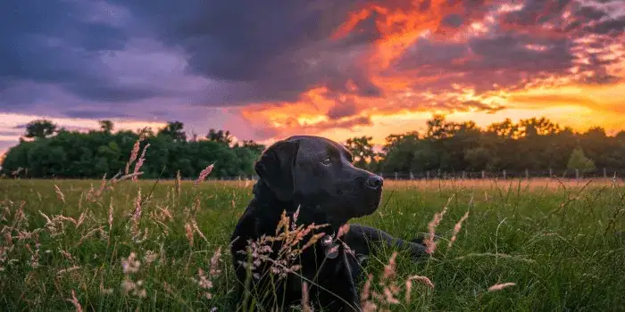 Czy pieski mają dusze? Emocje psów a ich duchowa natura