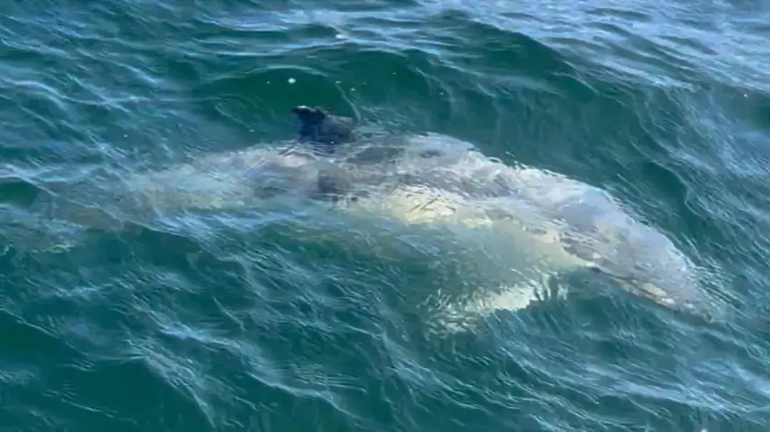 Delfiny w Bałtyku - fascynujące zjawisko, które zaskoczy każdego