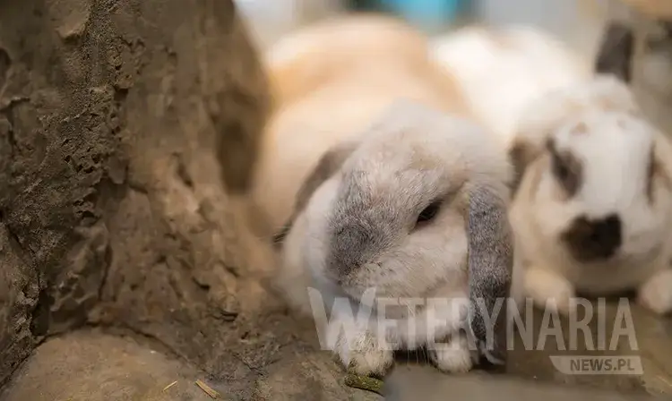 Jak nauczyć królika korzystać z kuwety - proste kroki i porady