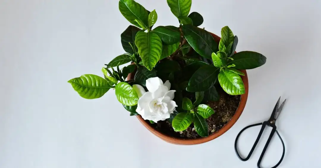 Gardenia kwiat domowy czy ogrodowy – jak wybrać najlepsze miejsce?