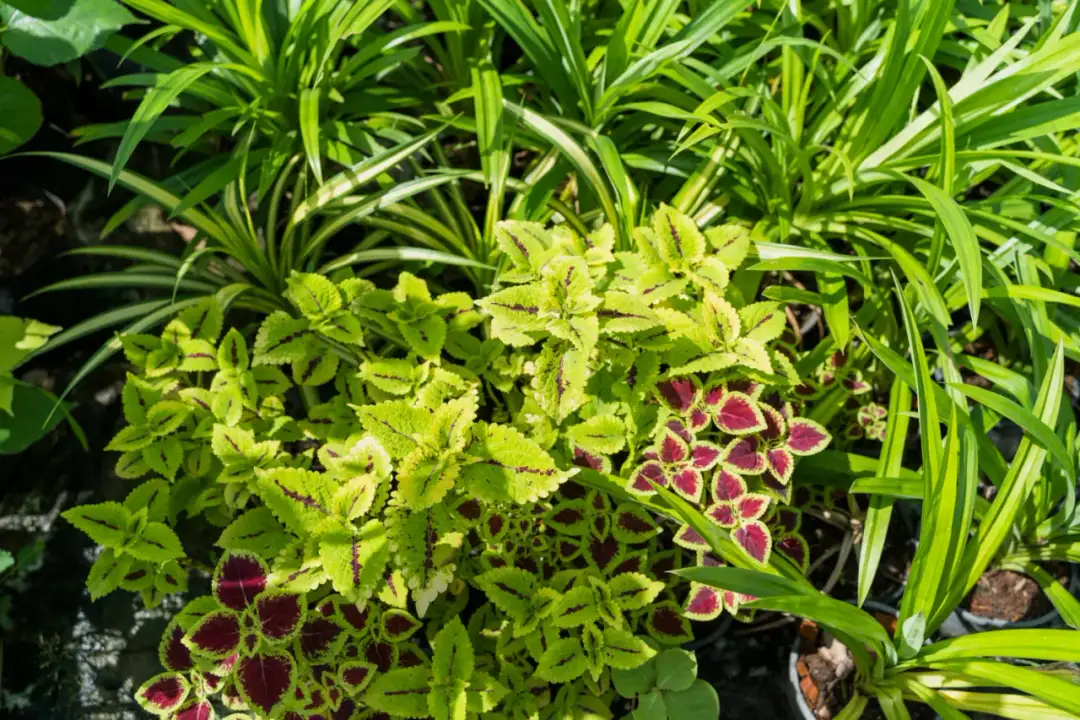 Jak pielęgnować byliny ozdobne, żeby przetrwały zimę bez stresu?