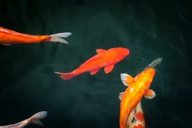 Dlaczego rybki pływają u góry? Sprawdź, co może im szkodzić