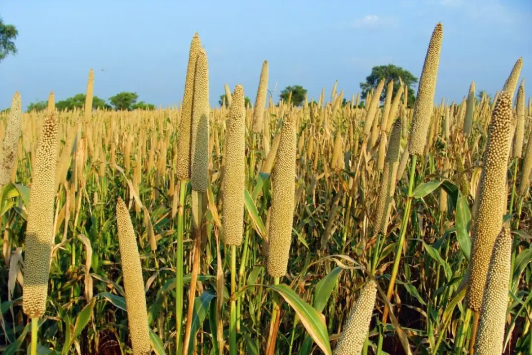 Gdzie w Polsce uprawia się proso? Odkryj lokalne tradycje rolnicze