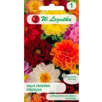 Dlaczego dalia nie kwitnie? Oto najczęstsze przyczyny i rozwiązania