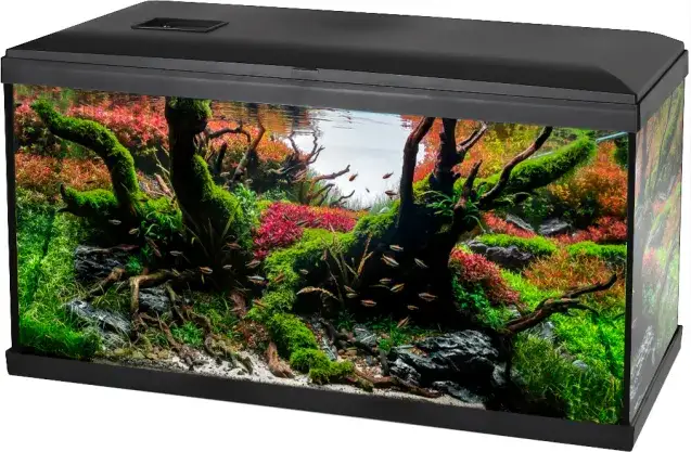 Gdzie kupić akwarium: najlepsze sklepy i porównanie ofert w Polsce