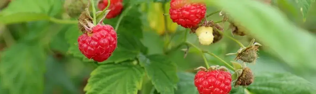 Kiedy przesadzać maliny ogrodowe, aby uniknąć słabego owocowania