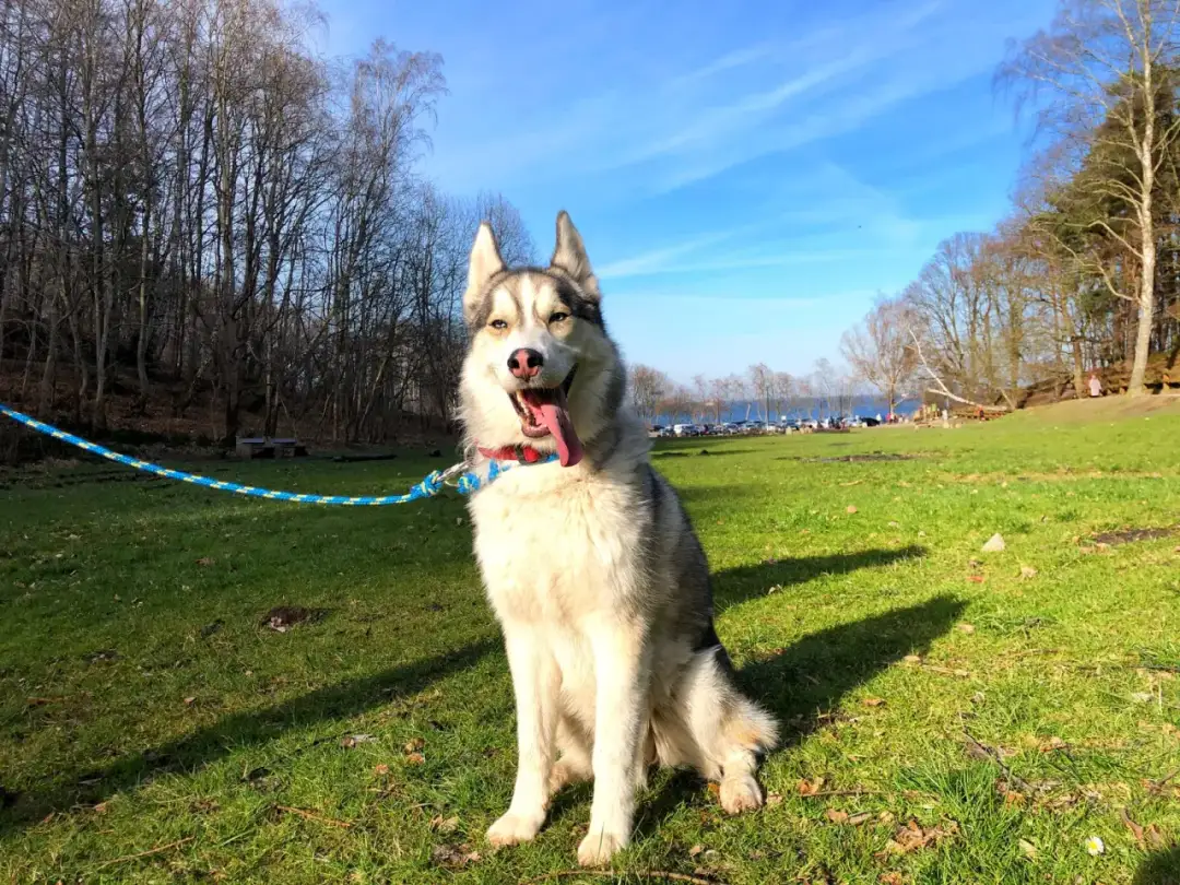 Ile km dziennie powinien chodzić husky? Kluczowe informacje dla właścicieli