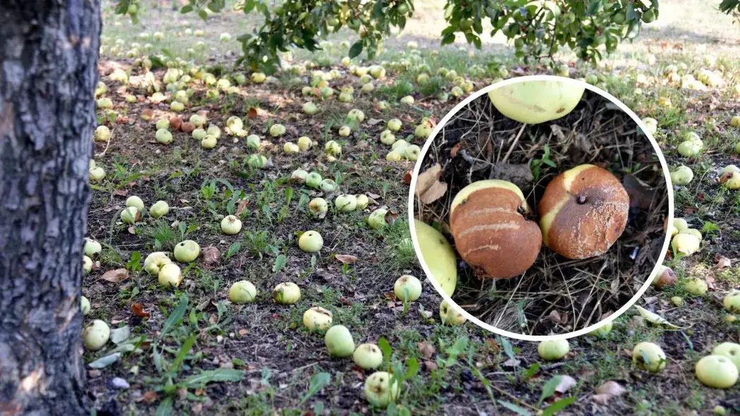 Czy jabłka nadają się na kompost? Dowiedz się, co musisz wiedzieć!