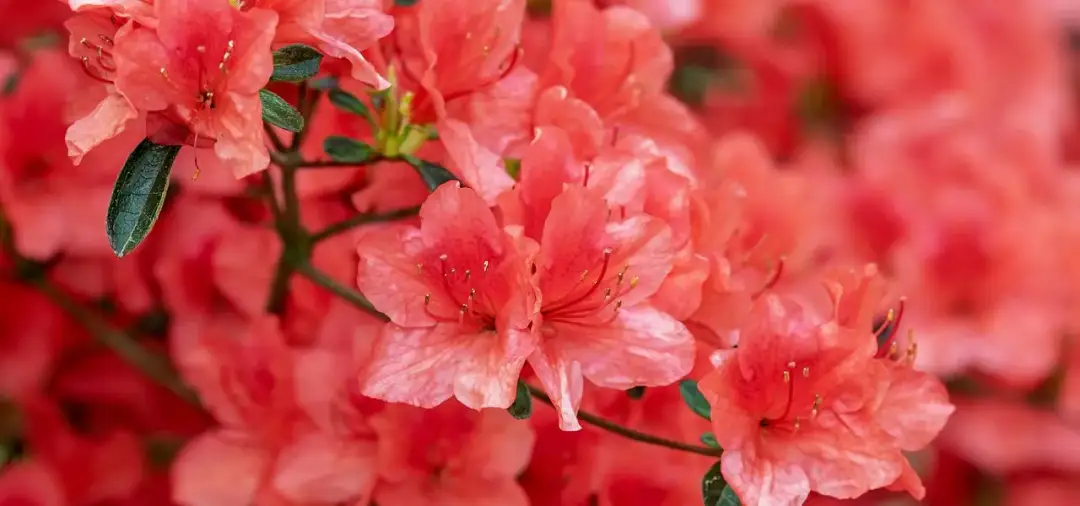 Azalia kiedy kwitnie - poznaj tajemnice jej pięknego kwitnienia