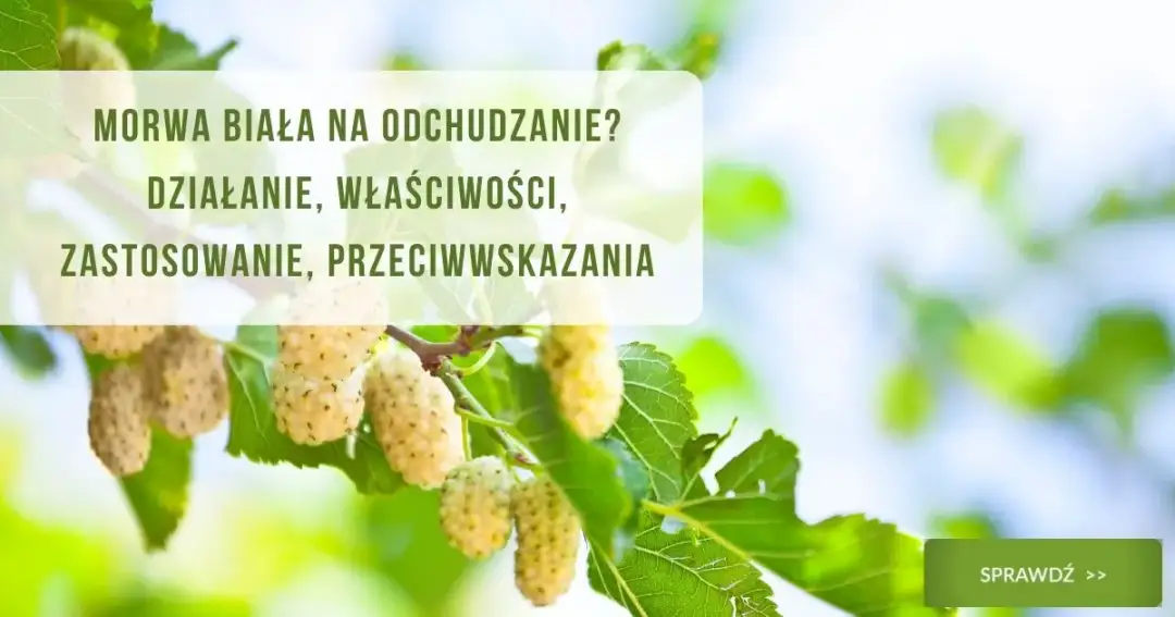 Prawidłowe dawkowanie herbaty z morwy białej - skuteczna kuracja w domu