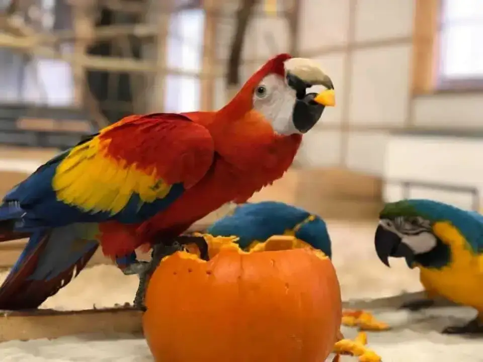 Czy Papugarnia w Karpaczu to raj dla dzieci czy piekło dla dorosłych?