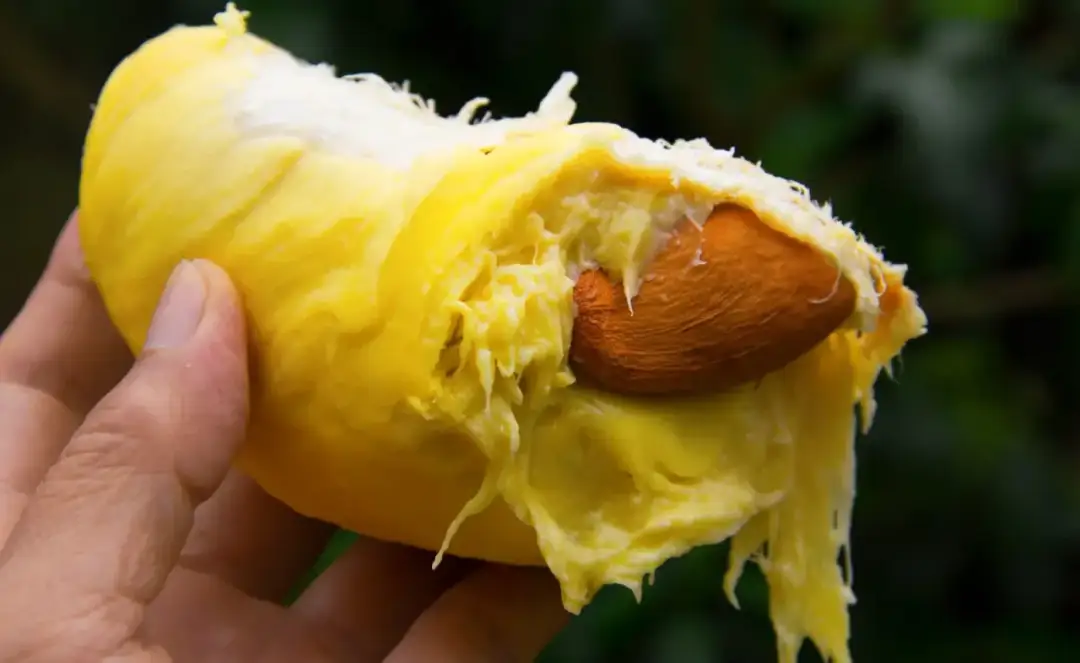 Jak smakuje durian i dlaczego ten owoc tak mocno dzieli smakoszy?