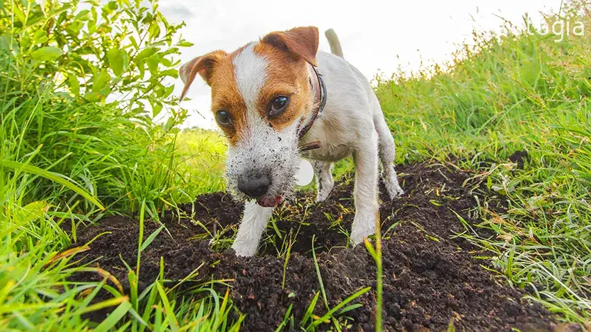 Kiedy u szczeniaka pojawia się popęd seksualny? Objawy i rozwiązania problemów