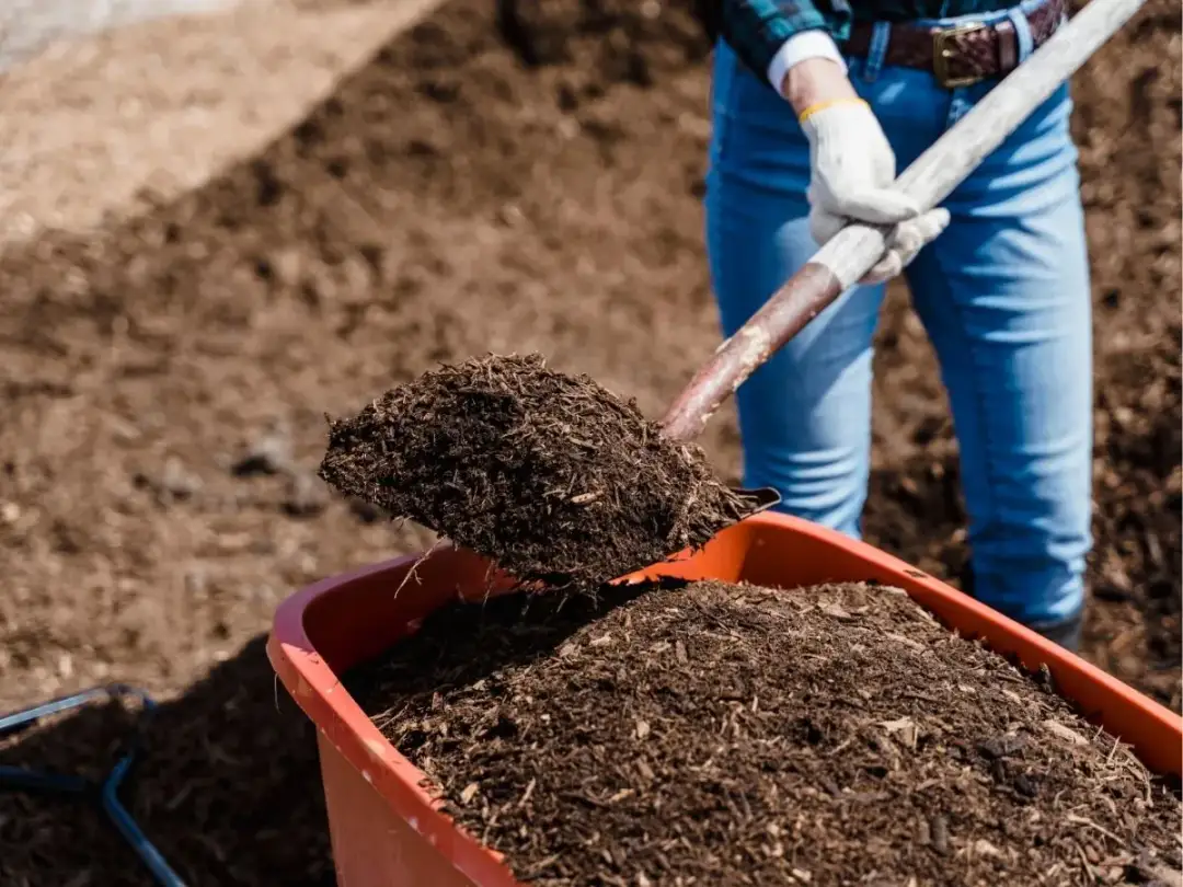 Kiedy rozrzucić kompost w ogrodzie: najlepszy termin na bujne rośliny
