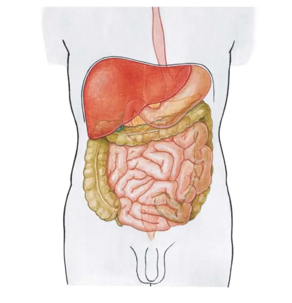 Wątroba - lokalizacja i funkcje pełnione przez narząd