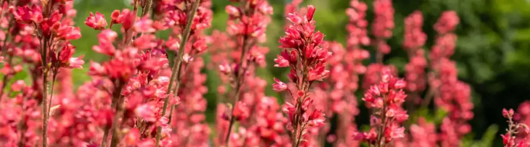 Żurawka jaka gleba: idealne warunki do zdrowego wzrostu rośliny