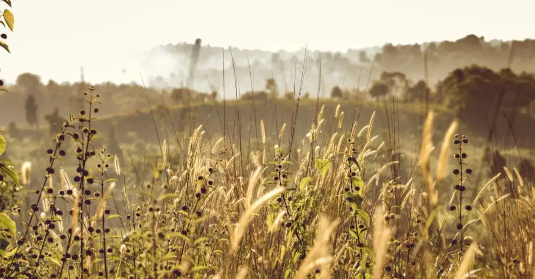 Gdzie znaleźć najnowsze informacje o cenach pszenicy? Poradnik