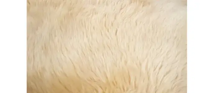 Jak rozczesać dywan, by przywrócić mu świeżość i piękny wygląd