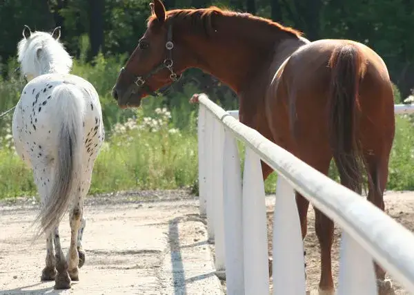 Jakie są maści koni - odkryj ich różnorodność i cechy