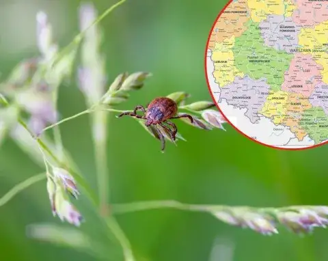 Kiedy jest najwięcej kleszczy? Sezon, zagrożenia i jak się chronić przed ukąszeniami