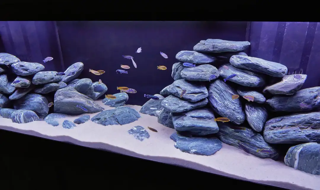 Jak prawidłowo ułożyć kamienie w akwarium: poradnik akwarysty