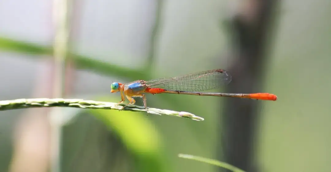 Oto, jak łatwo sobie skutecznie poradzić z niespełnioną miłością!