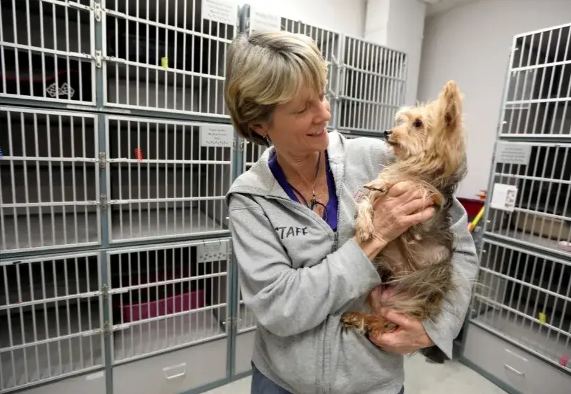 Czy można oddać szczeniaki do schroniska? Procedury, konsekwencje i alternatywy