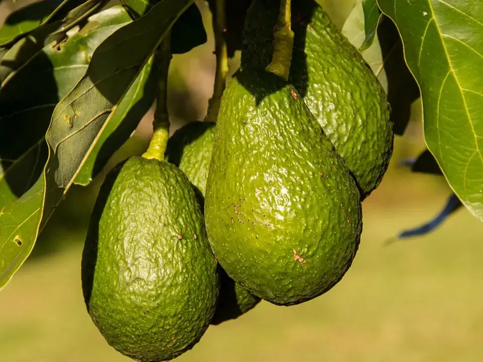 ¿Quién descubrió el aguacate? La sorprendente historia detrás de su origen