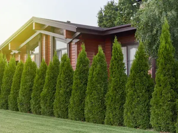 Jak wysoki może być płot z tui? Sprawdź przepisy i ograniczenia