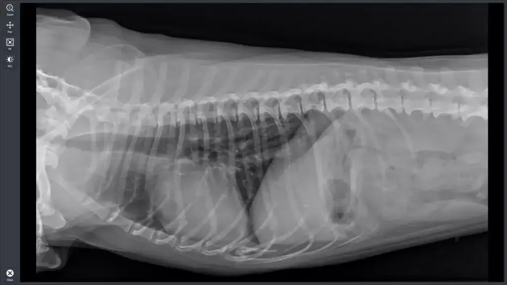 Ile kosztuje przeswietlenie u weterynarza? Sprawdź ceny i ukryte koszty