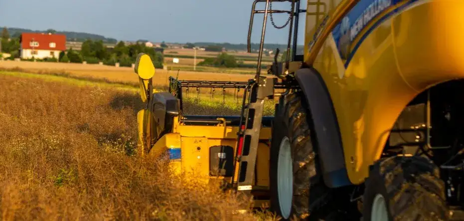 Aktualne ceny rzepaku w skupie – czy warto sprzedawać teraz? Sprawdź trendy!