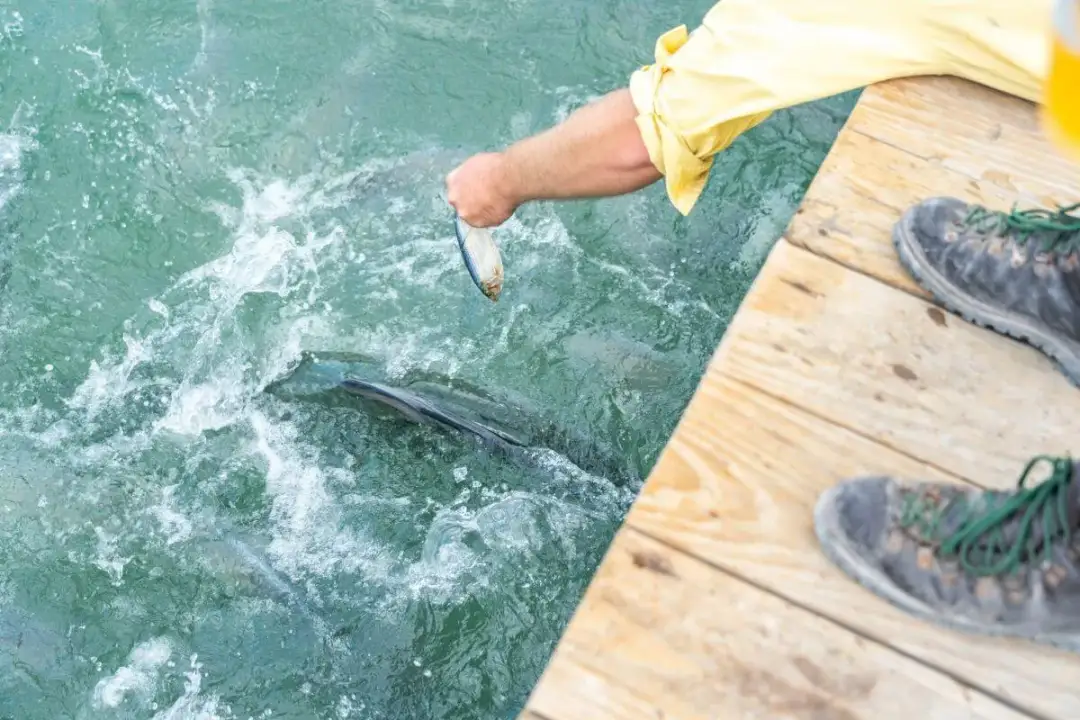 Hodowla ryb jak zacząć – kluczowe kroki do sukcesu w akwakulturze