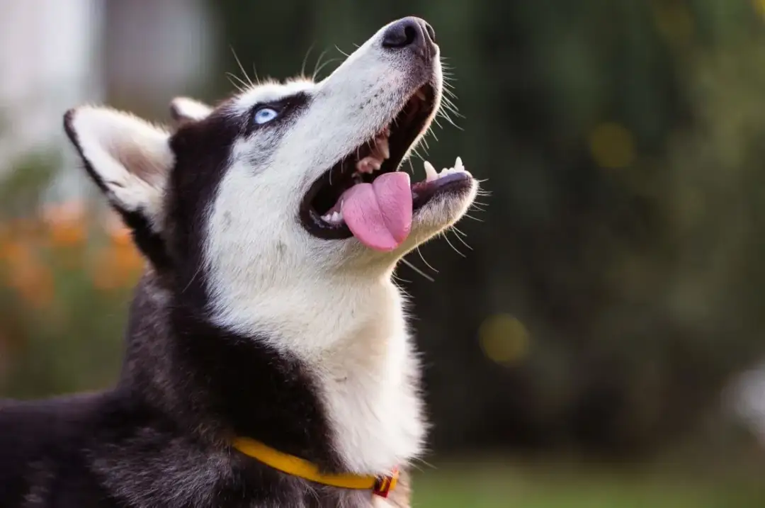 Pies husky wady i zalety - co musisz wiedzieć przed zakupem szczeniaka