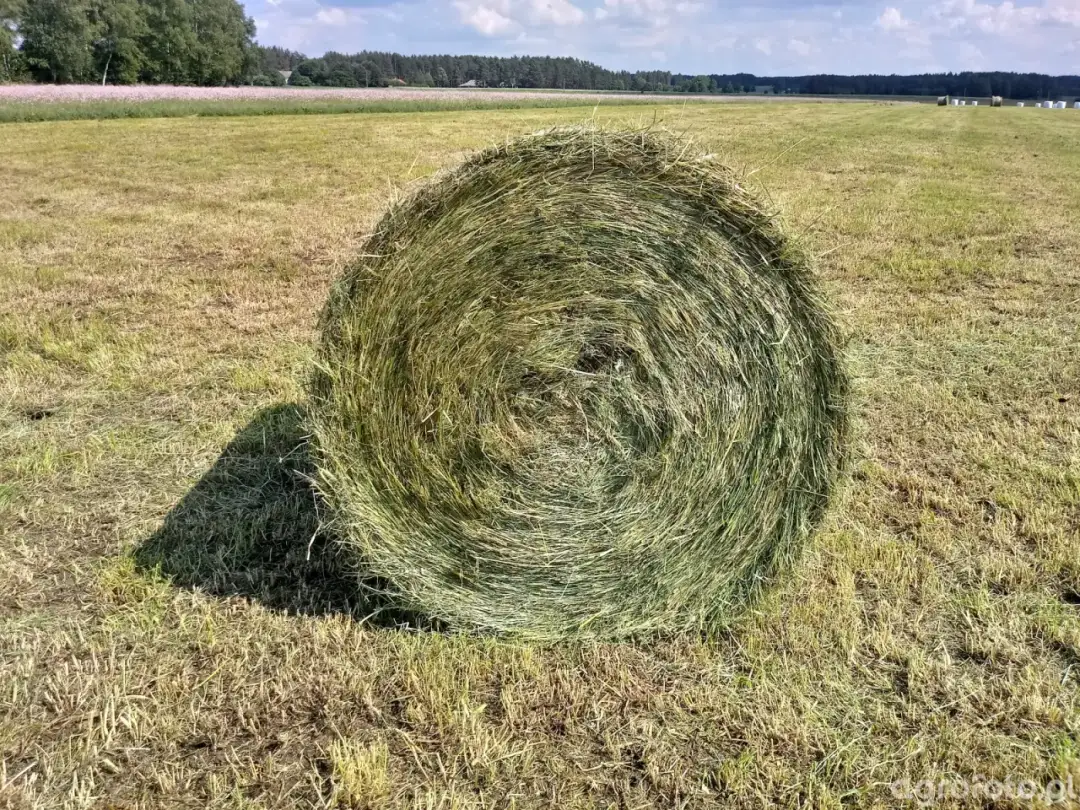 Ile waży balot siana? Poznaj wagi i czynniki wpływające na ciężar