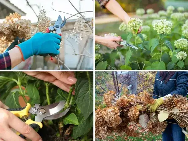 Czy i kiedy obcinać suche kwiaty hortensji? Poradnik ogrodnika