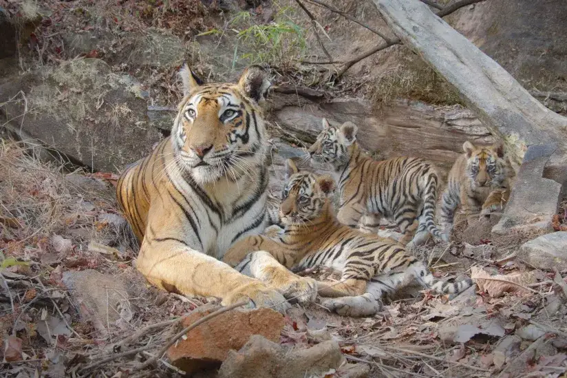 Obsada filmu co lubią tygrysy – co warto wiedzieć o aktorach i fabule