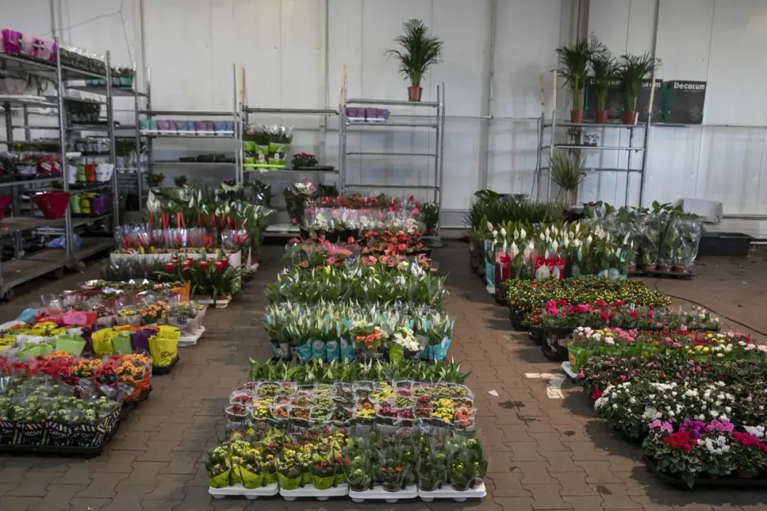 Jak dojechać do giełdy kwiatowej w Krakowie - proste trasy i porady